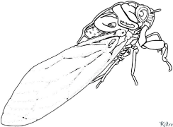 cicada Páxinas Para Colorear Imprimibles